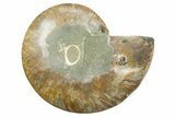 Cut & Polished Ammonite Fossil (Half) - Madagascar #354170-1